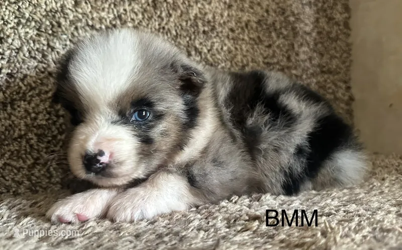 Handsome  – Australian Shepherd puppy for sale in Copperhill, TN