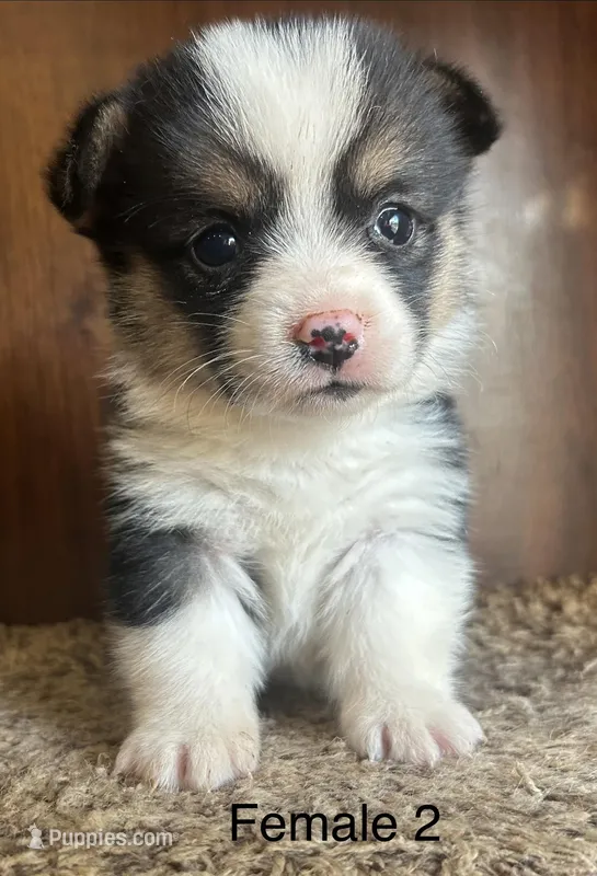 Bella – Pembroke Welsh Corgi puppy for sale in Copperhill, TN