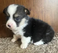 Bella, a female Pembroke Welsh Corgi for sale in Copperhill, TN – Photo 2 of 2