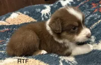 AKC Girl, a female Australian Shepherd for sale in Copperhill, TN – 5 of 8