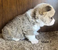 Max, a male Pembroke Welsh Corgi for sale in Copperhill, TN – Photo 2 of 2