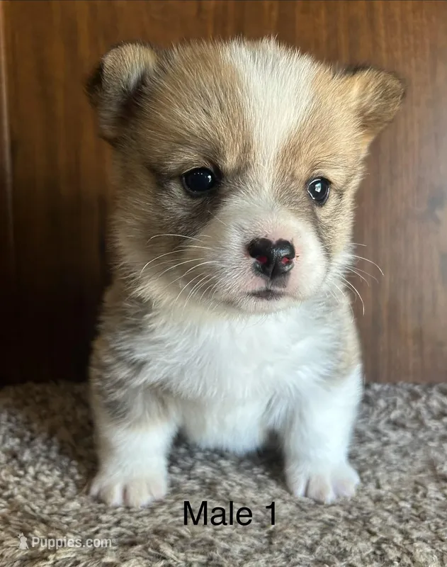 Max – Pembroke Welsh Corgi puppy for sale in Copperhill, TN