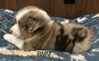 Handsome , a male Australian Shepherd for sale in Copperhill, TN – 3 of 9