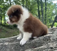 Sweetie , a male Australian Shepherd for sale in Copperhill, TN – 6 of 8