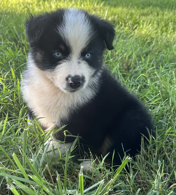 Blue eyes – Australian Shepherd puppy for sale in Copperhill, TN