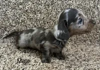 Handsome , a male Miniature Dachshund for sale in Copperhill, TN – Photo 3 of 9