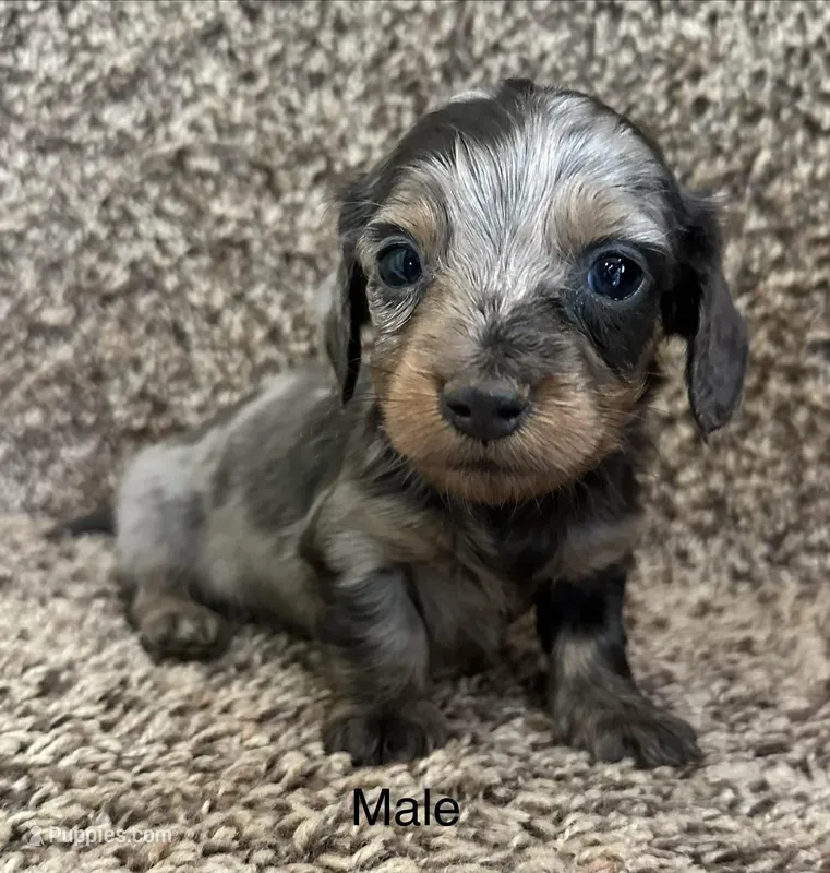 Handsome  – Miniature Dachshund puppy for sale in Copperhill, TN