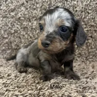 Handsome , a male Miniature Dachshund for sale in Copperhill, TN – Photo 2 of 9