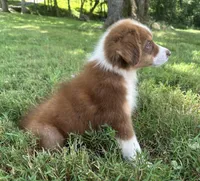 AKC Girl, a male Australian Shepherd for sale in Copperhill, TN – 6 of 8