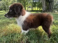 AKC Girlie, a male Australian Shepherd for sale in Copperhill, TN – 6 of 8