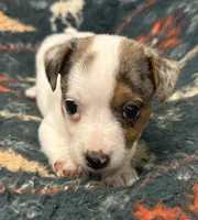 Cutie, a female Jack Russell Terrier for sale in Copperhill, TN – 3 of 10