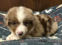 Handsome , a male Australian Shepherd for sale in Copperhill, TN – 2 of 9