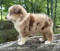 Beauty, a male Australian Shepherd for sale in Copperhill, TN – 7 of 9