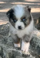 Handsome , a female Australian Shepherd for sale in Copperhill, TN – 4 of 8