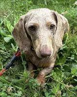 Handsome , a male Miniature Dachshund for sale in Copperhill, TN – Photo 9 of 9
