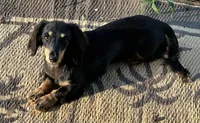 Handsome , a male Miniature Dachshund for sale in Copperhill, TN – Photo 8 of 9