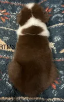 AKC Pretty Boy, a male Australian Shepherd for sale in Copperhill, TN – 4 of 7