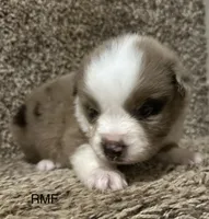Beauty , a female Australian Shepherd for sale in Copperhill, TN – 5 of 9