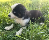 Blue eyes, a male Australian Shepherd for sale in Copperhill, TN – 5 of 9