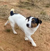 Skittles, a female Jack Russell Terrier for sale in Copperhill, TN – 7 of 8