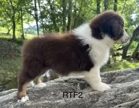 Girlie, a male Australian Shepherd for sale in Copperhill, TN – 4 of 8