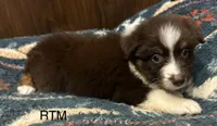 Handsome Boy, a male Australian Shepherd for sale in Copperhill, TN – 3 of 9