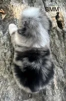 Handsome , a female Australian Shepherd for sale in Copperhill, TN – 5 of 8