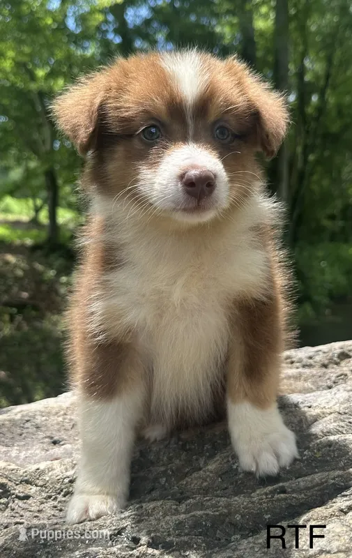 AKC Girl – Australian Shepherd puppy for sale in Copperhill, TN