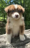 AKC Girl, a female Australian Shepherd for sale in Copperhill, TN – 1 of 8