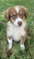 AKC Girl, a male Australian Shepherd for sale in Copperhill, TN – 2 of 8