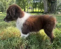 AKC Girlie, a male Australian Shepherd for sale in Copperhill, TN – 3 of 8