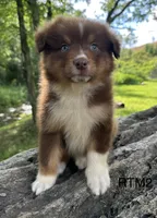 AKC Boy, a male Australian Shepherd for sale in Copperhill, TN – 3 of 8