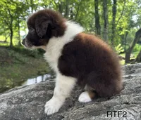 Girlie, a male Australian Shepherd for sale in Copperhill, TN – 6 of 8