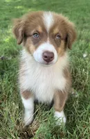AKC Girl, a male Australian Shepherd for sale in Copperhill, TN – 1 of 8