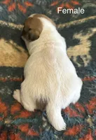 Daisy, a female Jack Russell Terrier for sale in Copperhill, TN – Photo 4 of 9