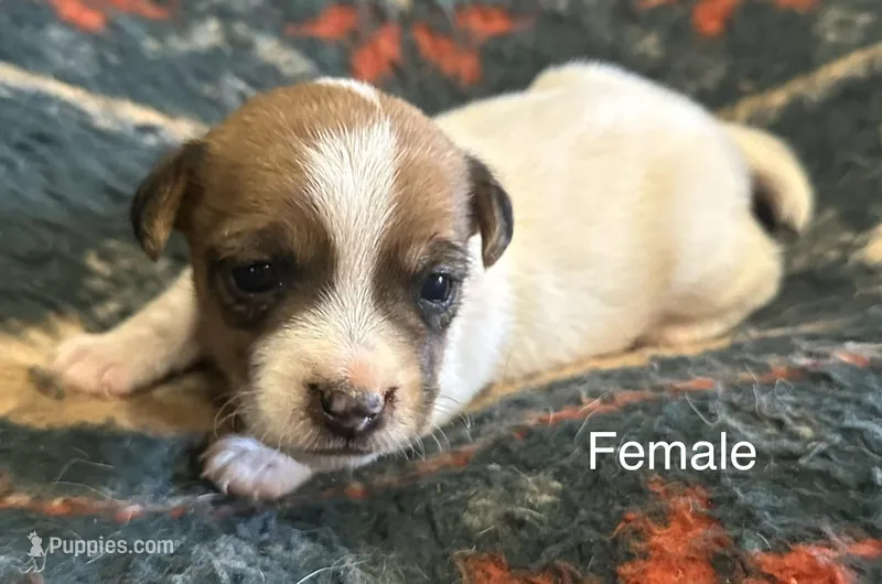 Daisy – Jack Russell Terrier puppy for sale in Copperhill, TN