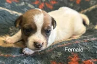 Daisy, a female Jack Russell Terrier for sale in Copperhill, TN – Photo 1 of 9