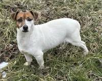 Daisy, a female Jack Russell Terrier for sale in Copperhill, TN – Photo 9 of 9