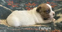 Daisy, a female Jack Russell Terrier for sale in Copperhill, TN – Photo 3 of 9