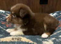 AKC Boy, a male Australian Shepherd for sale in Copperhill, TN – 6 of 8