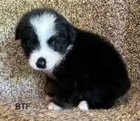 Sweetie, a female Australian Shepherd for sale in Copperhill, TN – 4 of 10