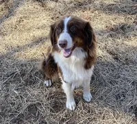 AKC Girlie, a female Australian Shepherd for sale in Copperhill, TN – 5 of 7