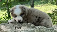 Beauty , a female Australian Shepherd for sale in Copperhill, TN – 4 of 9