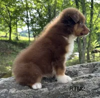 AKC Boy, a male Australian Shepherd for sale in Copperhill, TN – 4 of 8