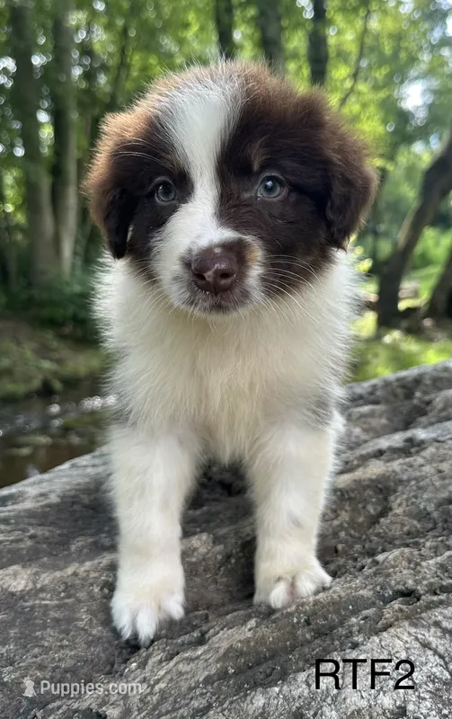 Girlie – Australian Shepherd puppy for sale in Copperhill, TN
