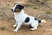 Skittles, a female Jack Russell Terrier for sale in Copperhill, TN – 6 of 8