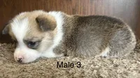 Toby, a male Pembroke Welsh Corgi for sale in Copperhill, TN – Photo 3 of 3