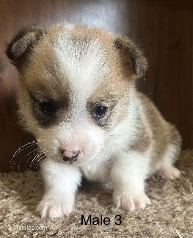 Toby – Pembroke Welsh Corgi puppy for sale in Copperhill, TN