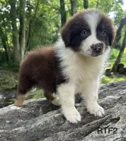 Girlie, a male Australian Shepherd for sale in Copperhill, TN – 5 of 8