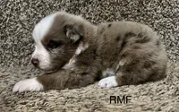 Beauty , a female Australian Shepherd for sale in Copperhill, TN – 4 of 9
